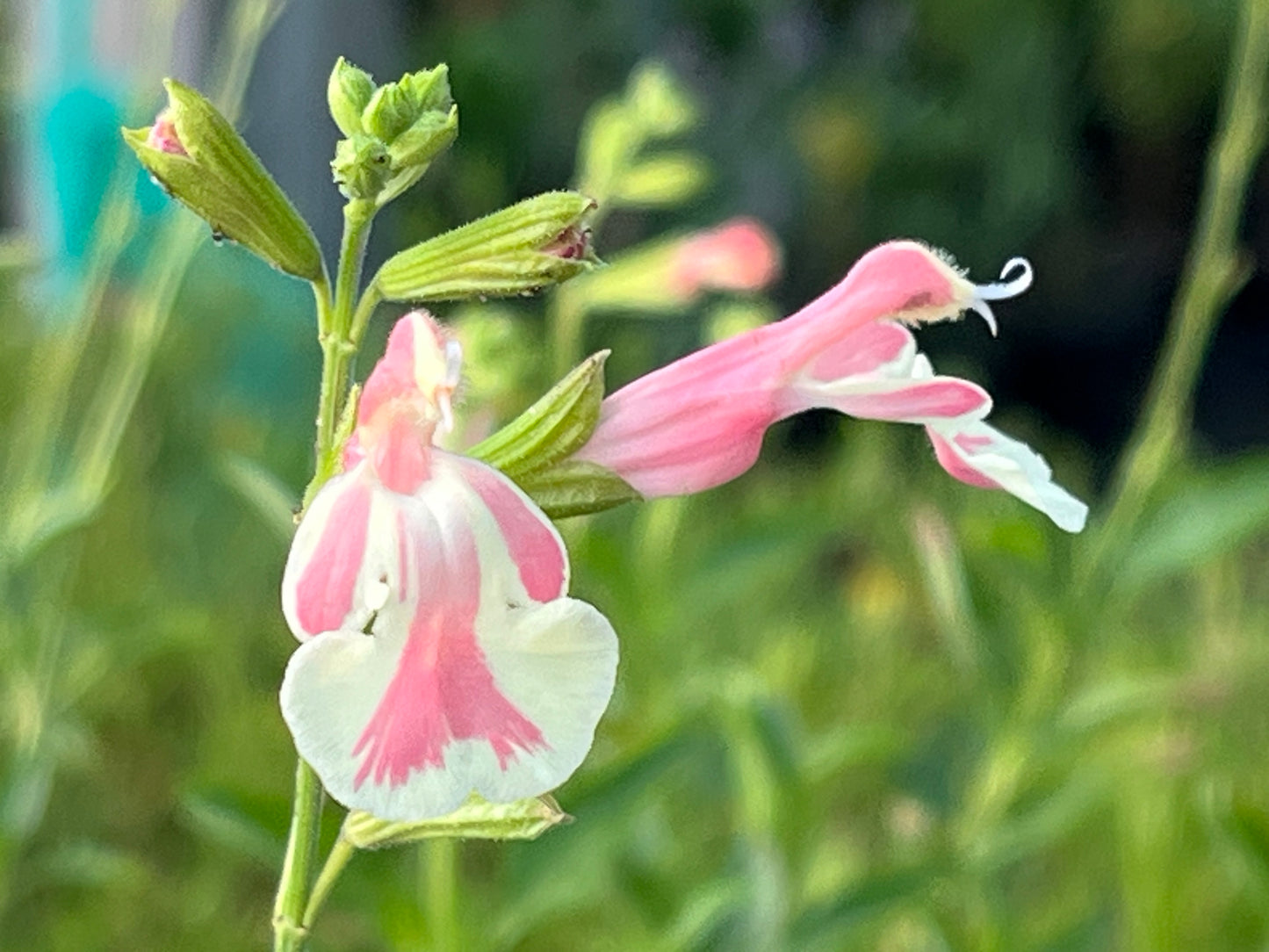 Salvia 'Belle de Loire' - 9cm pot