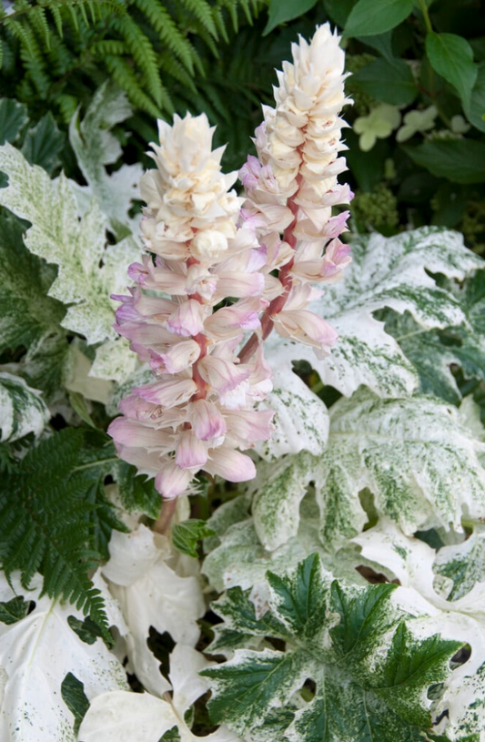 Acanthus 'Whitewater'