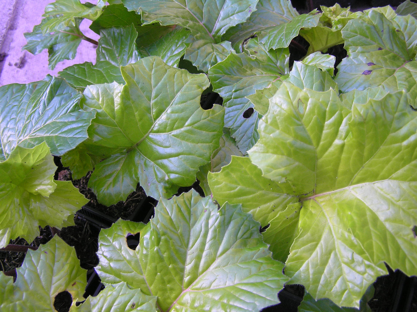 Acanthus mollis 'Hollard's Gold'