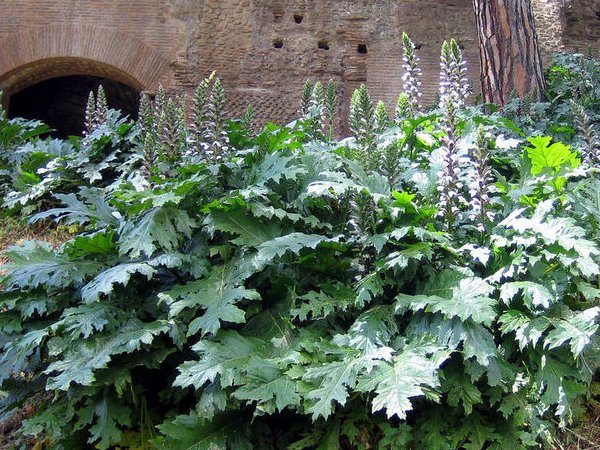 Acanthus mollis