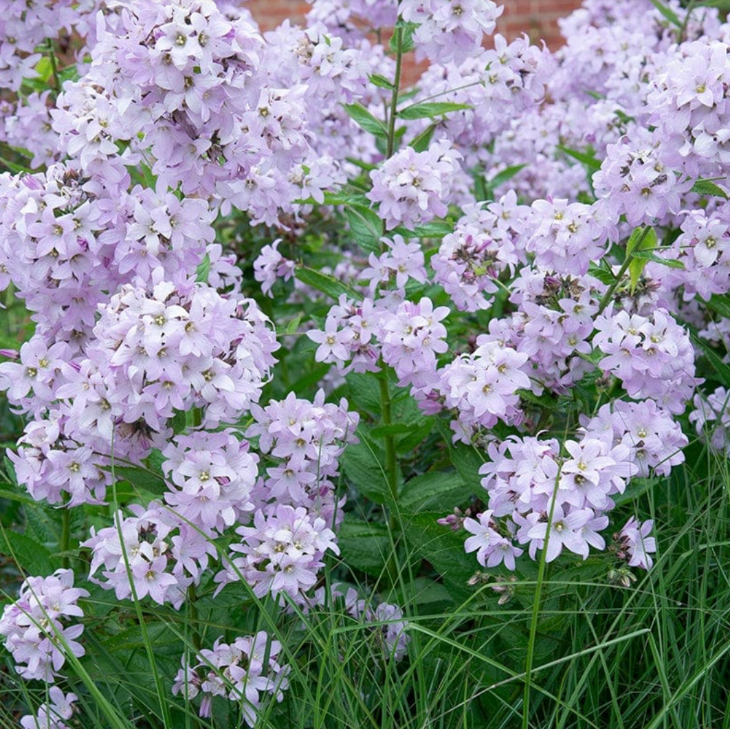 Campanula lactiflora 'Loddon Anna'