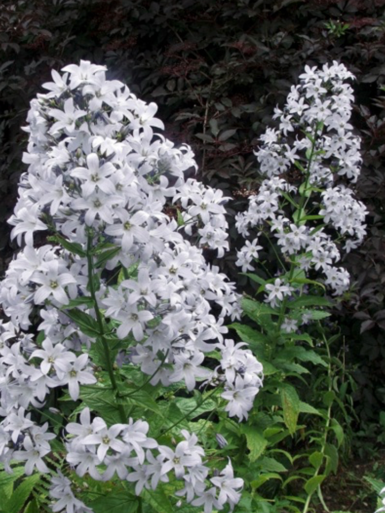 Campanula lactiflora 'Monica's Dream'