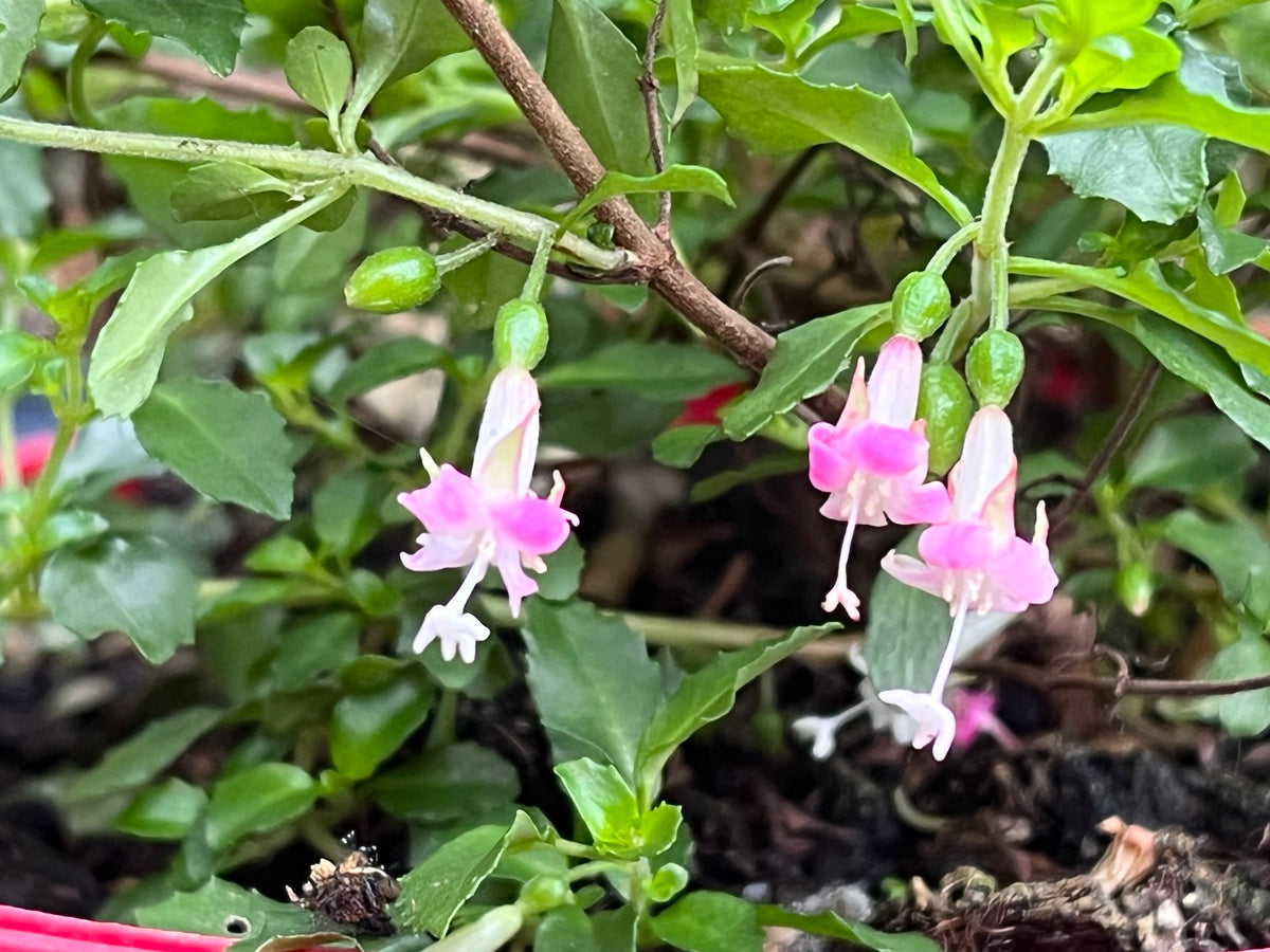 Fuchsia obconica