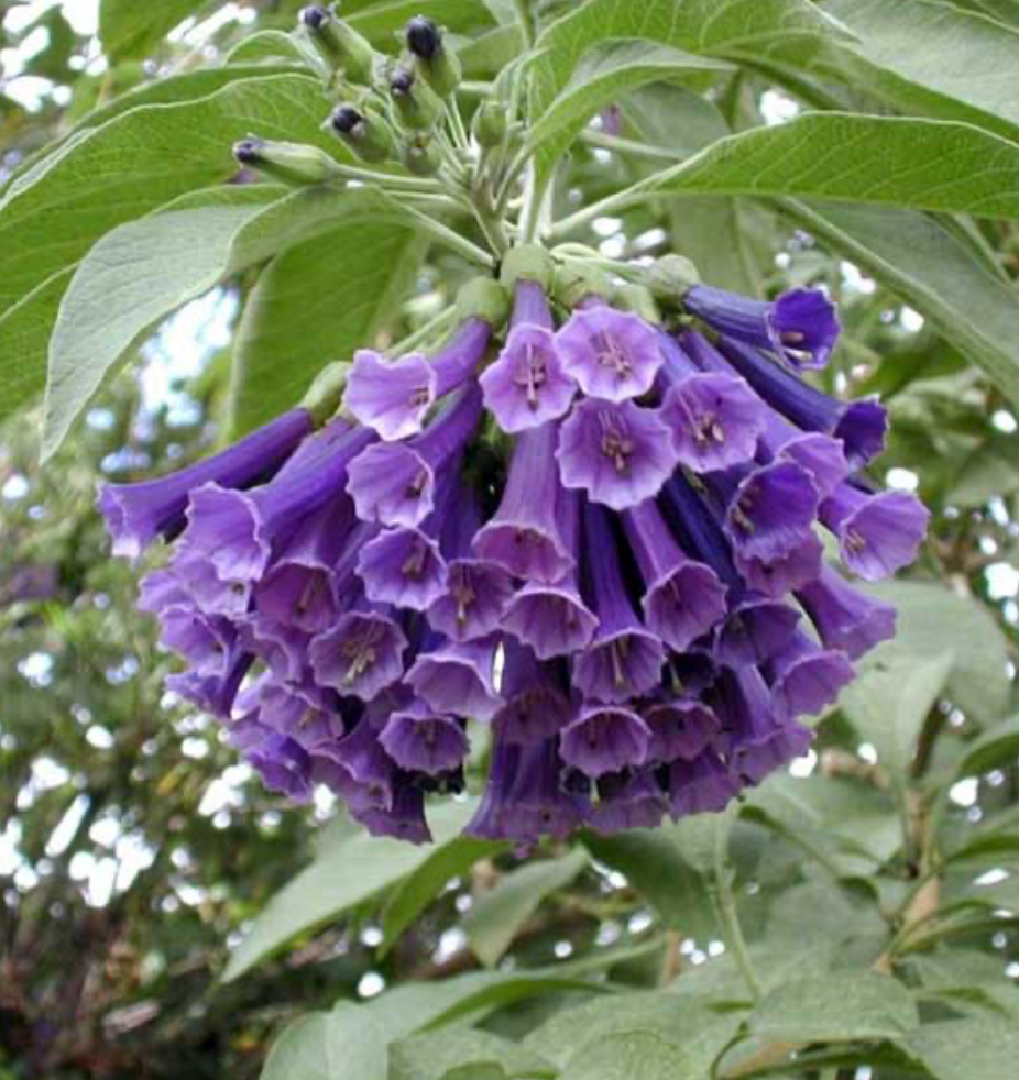 Iochroma cyaneum - 9cm pot