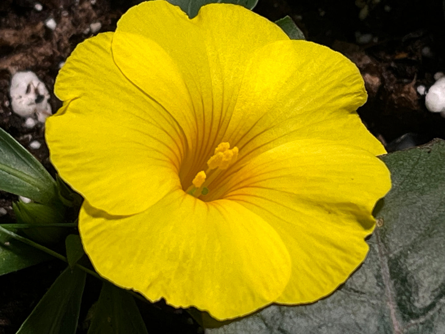 Reinwardtia incana