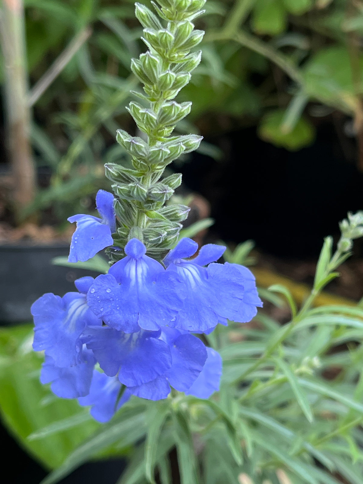 Salvia azureum