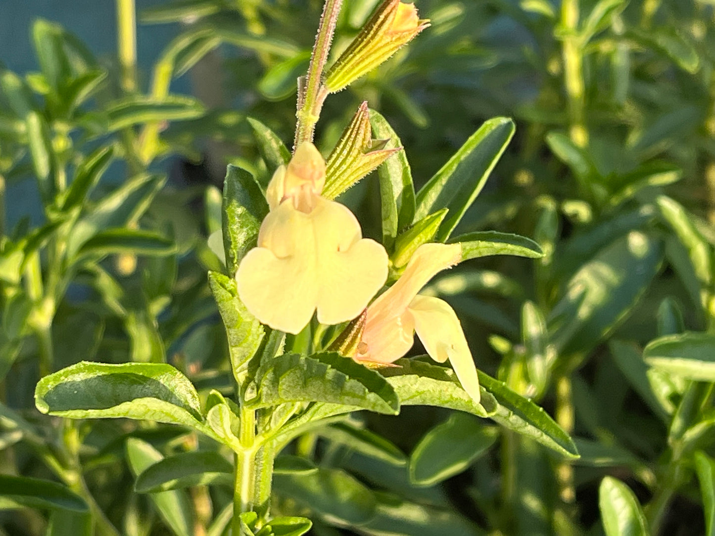 Salvia 'Gigi' - 9cm pot