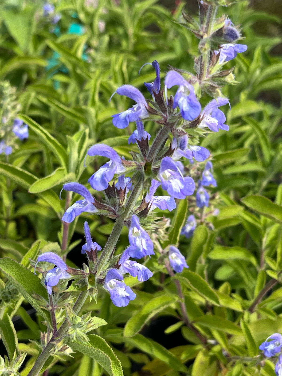Salvia somalensis