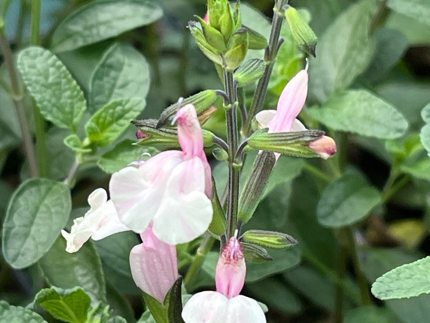 Salvia 'Stormy Pink'