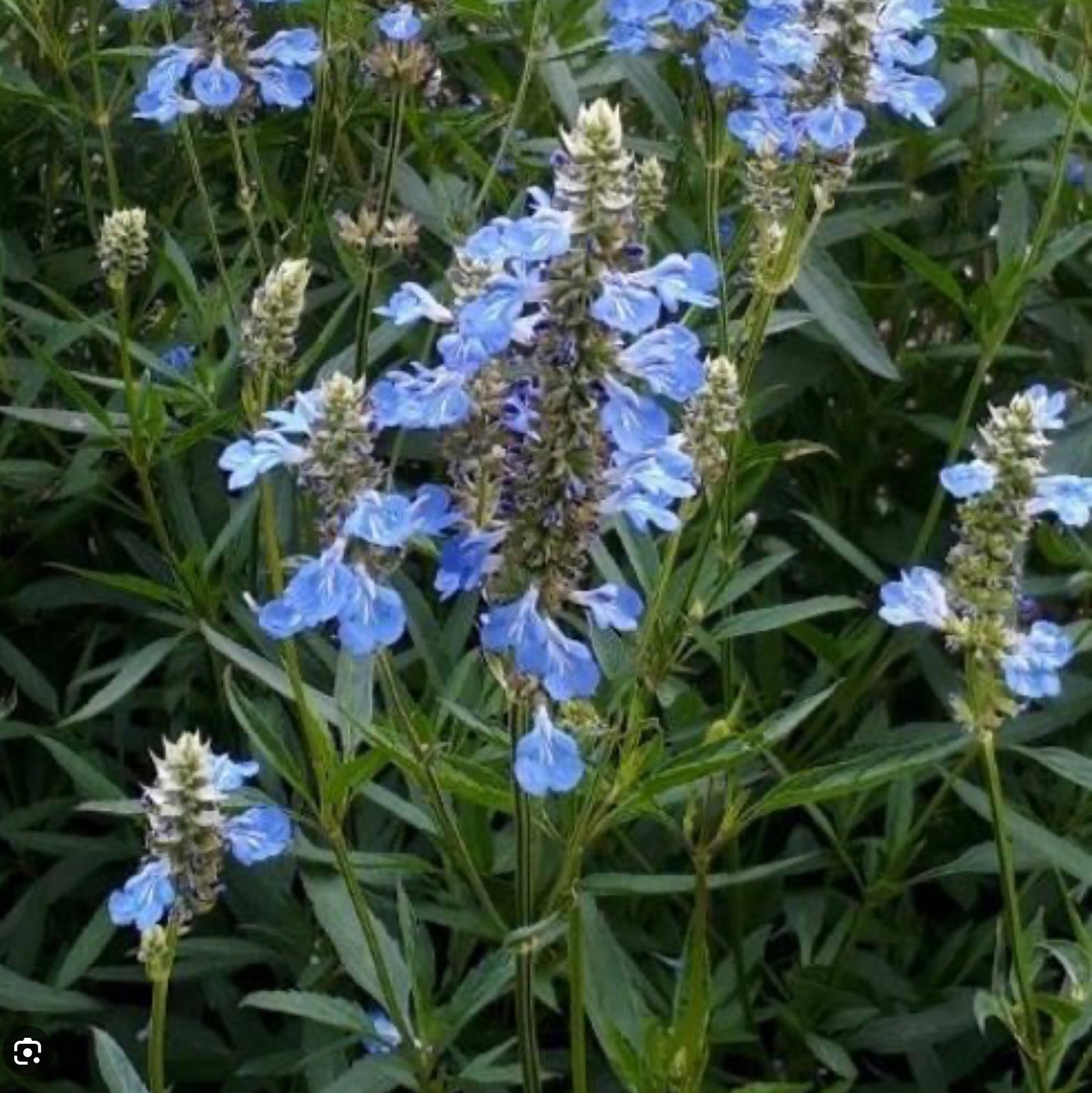 Salvia uliginosa 'Ballon Azul'