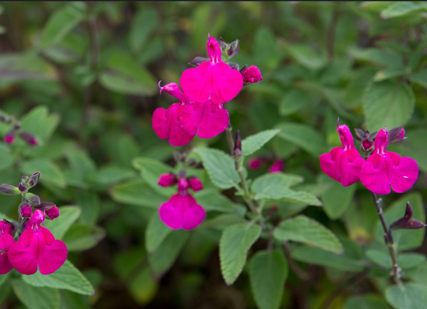Salvia 'Cerro Potosi'