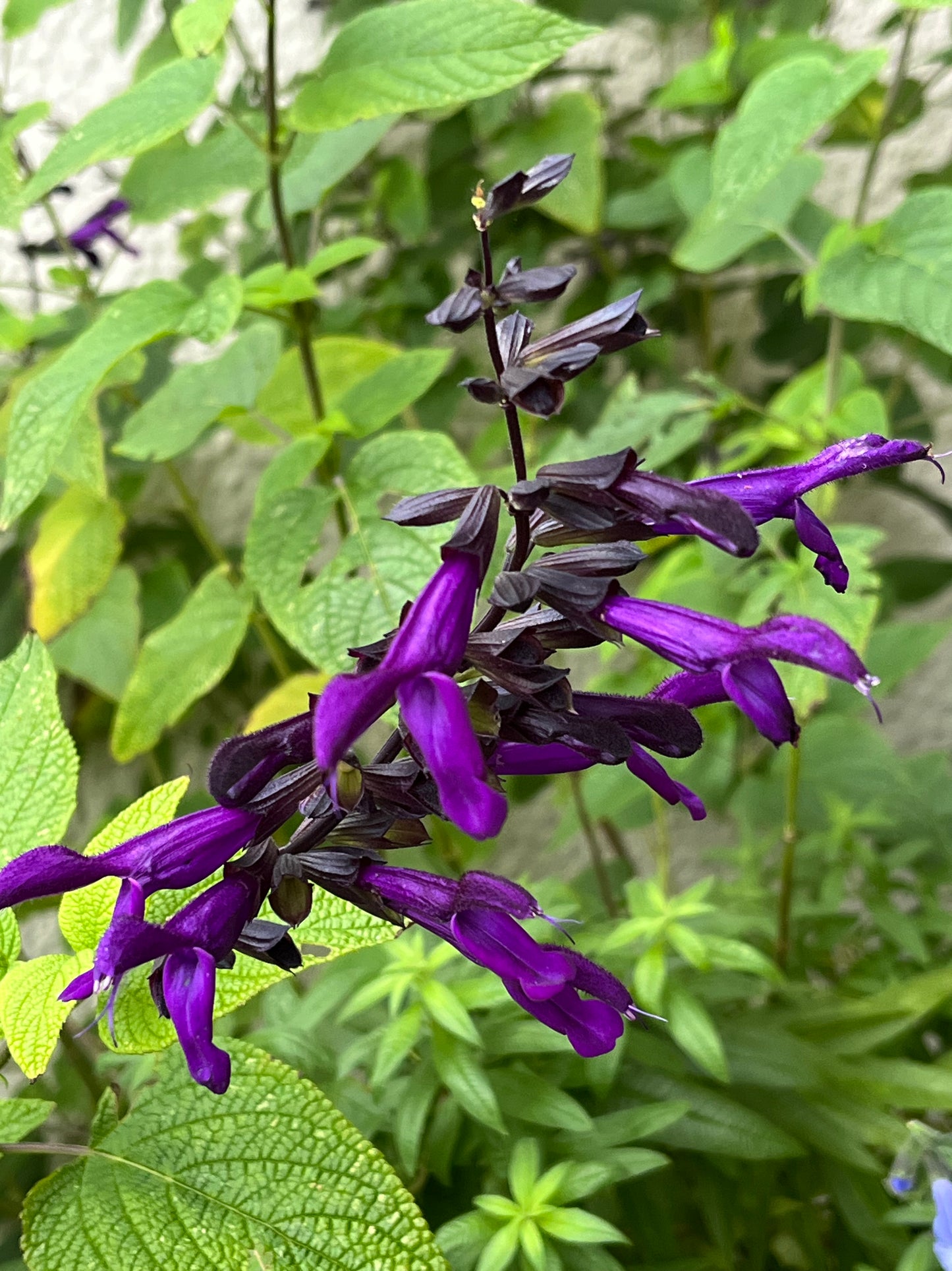 Salvia 'Purple Majesty'