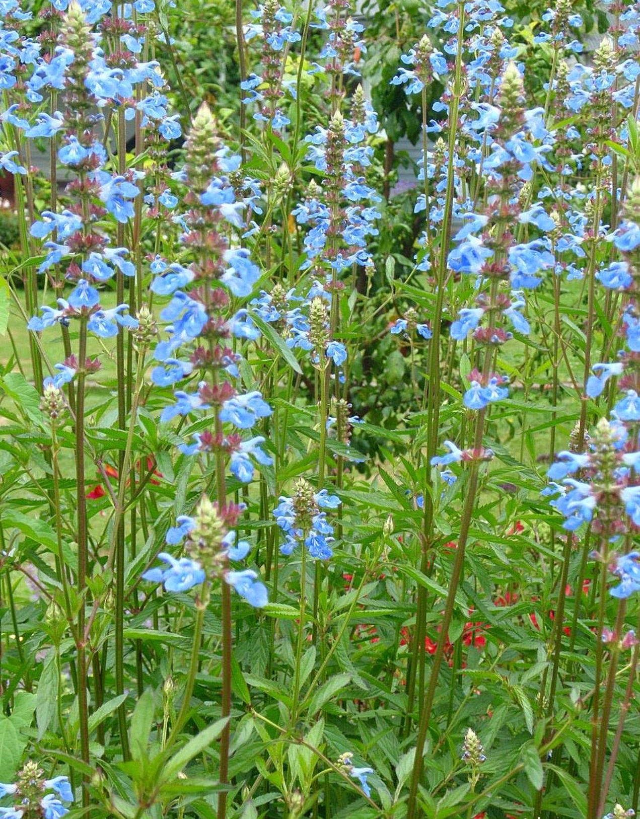Salvia uliginosa