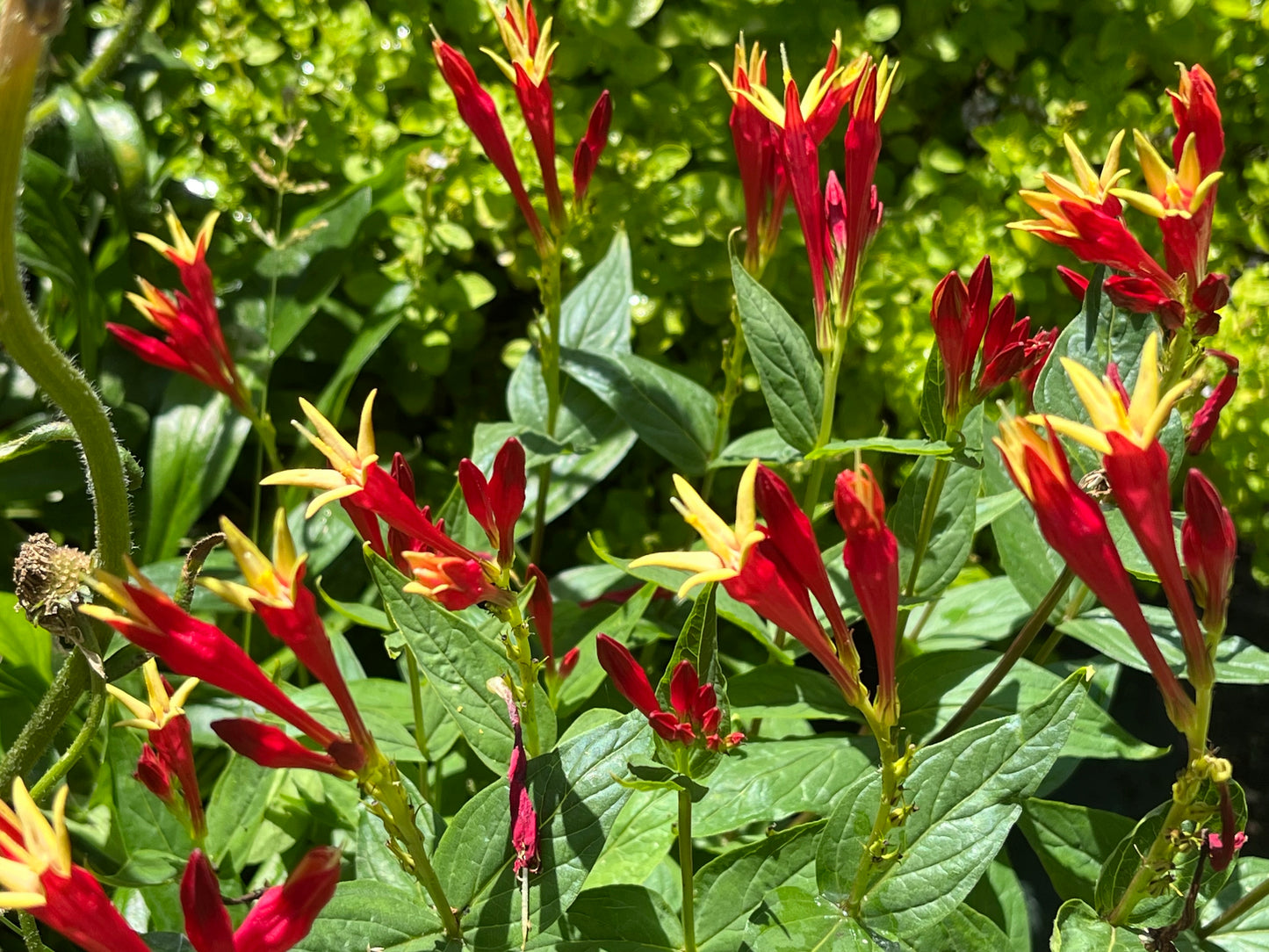 Spigelia marilandica 'Little Redhead'
