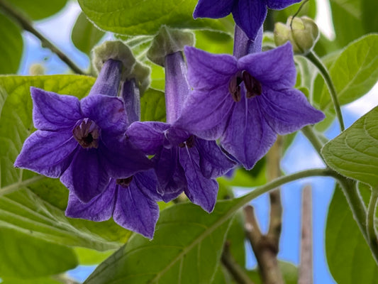 Iochroma grandiflora - 9cm pot