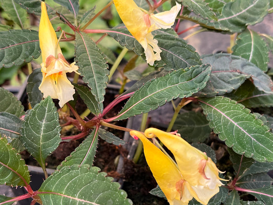 Impatiens omeiana 'Pink Nerves'