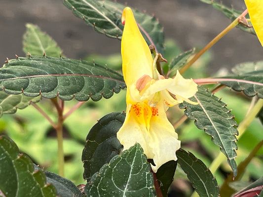 Impatiens omeiana 'Pink Nerves'