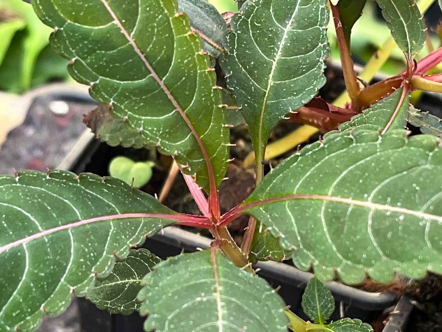 Impatiens omeiana 'Pink Nerves'