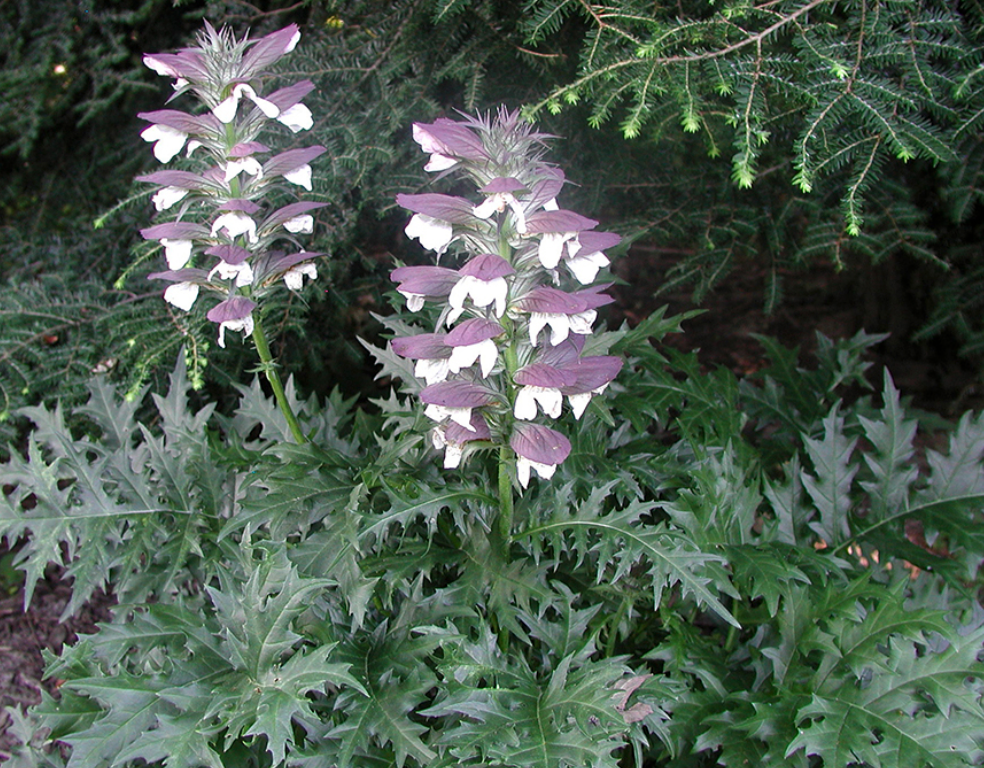 Acanthus spinosus