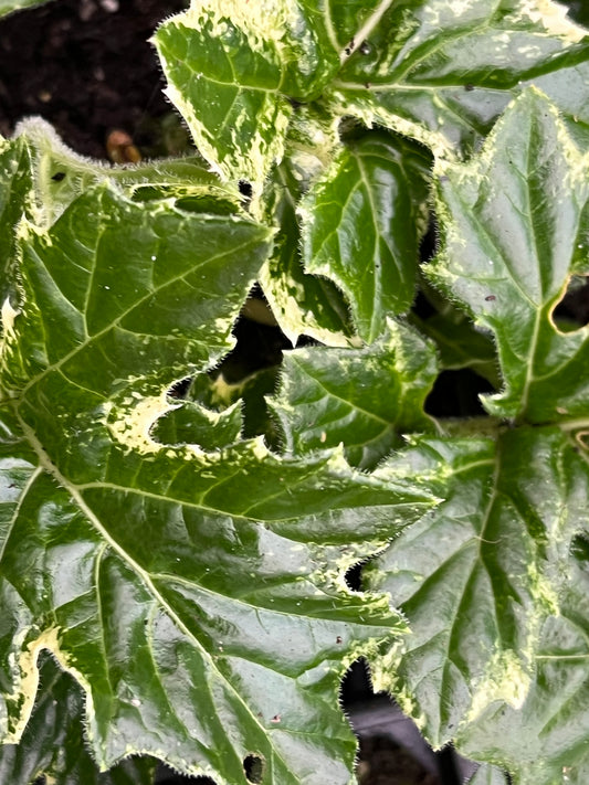 Acanthus 'Whitewater'