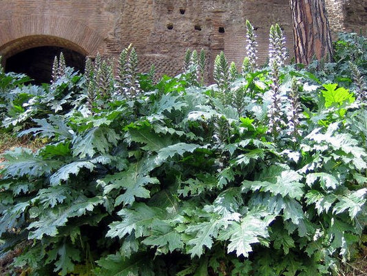 Acanthus mollis