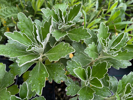 Ajania pacifica