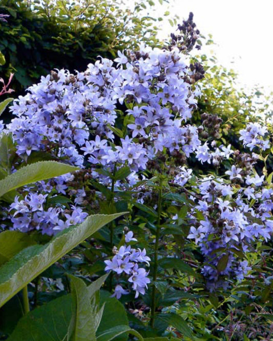Campanula lactiflora 'Pritchard's Variety'