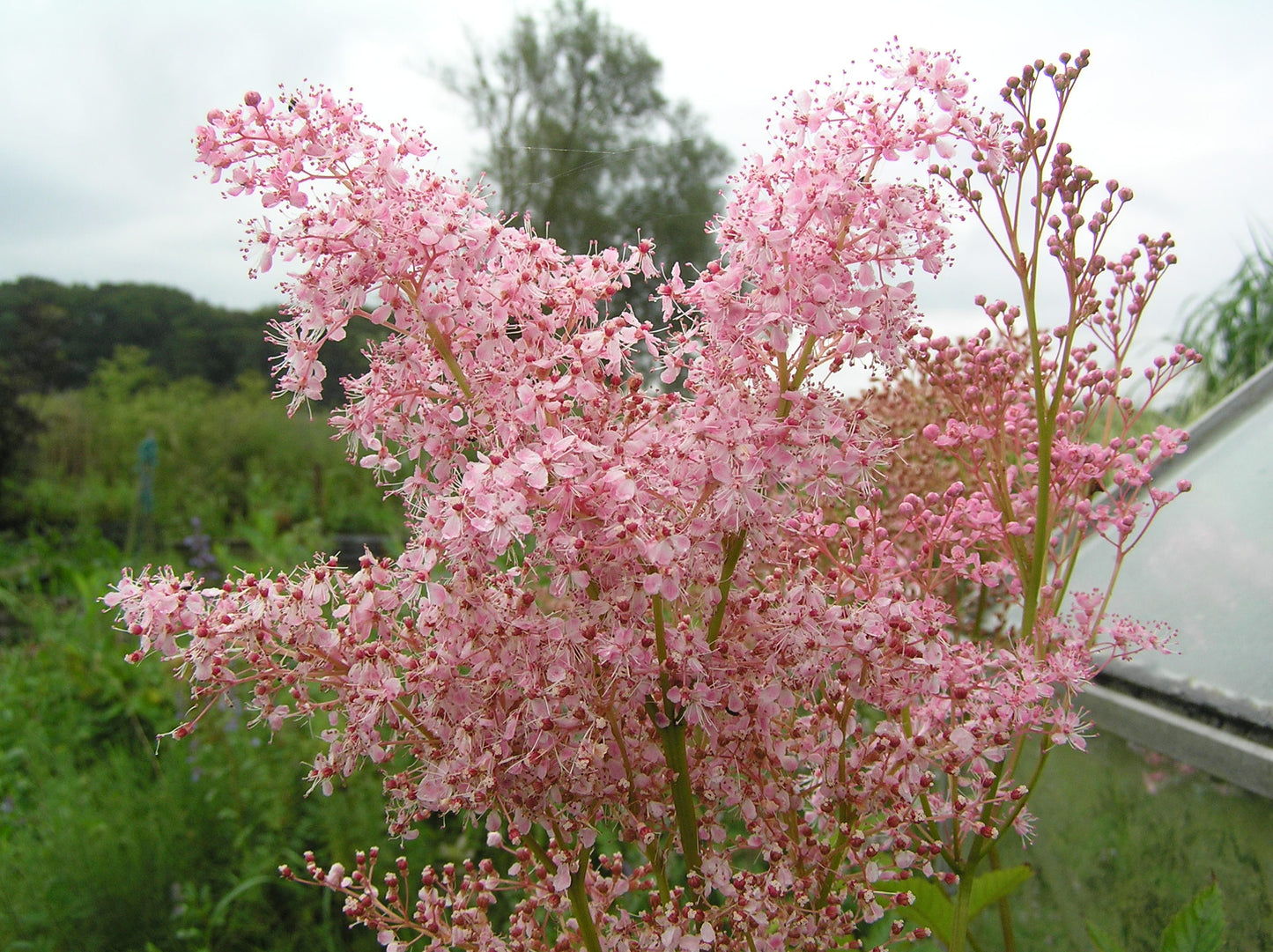 Filipendula rubra 'Venusta'