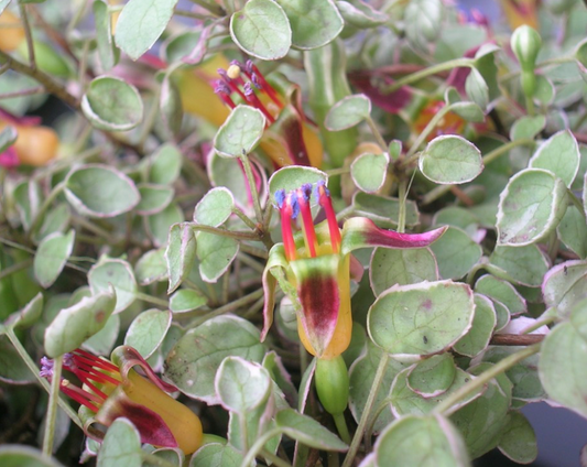 Fuchsia procumbens 'Variegata' - 6.5cm pot for potting on.