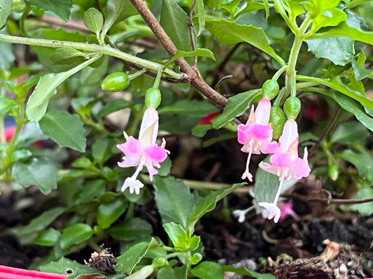 Fuchsia obconica