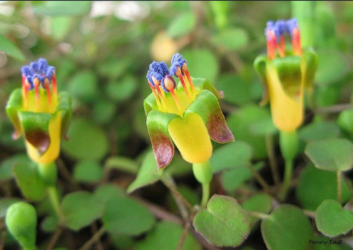 Fuchsia procumbens - 6.5cm pot for potting on.