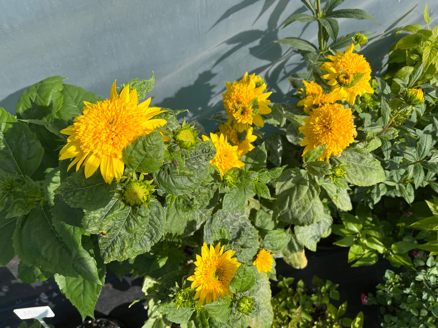 Helianthus 'Happy Days'