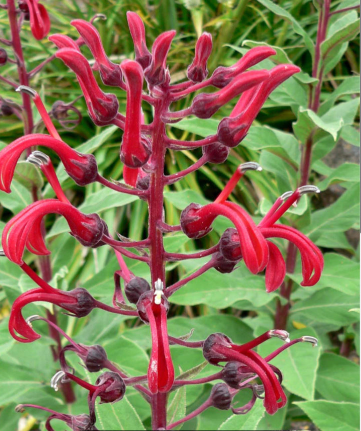 Lobelia tupa