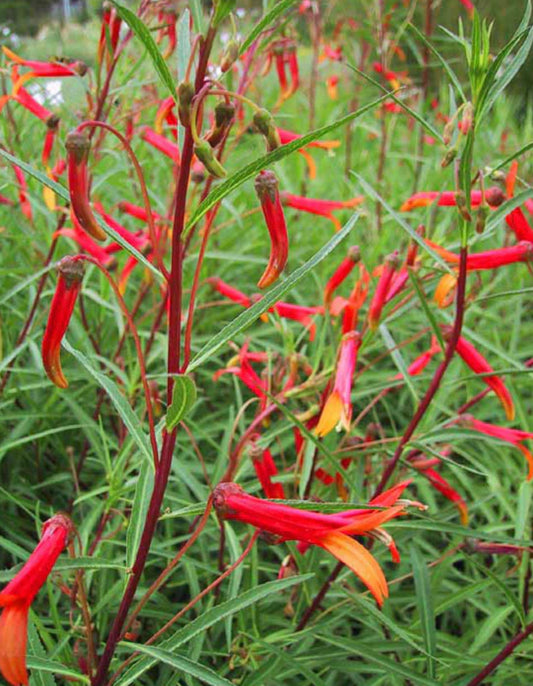 Lobelia laxiflora var. angustifolia