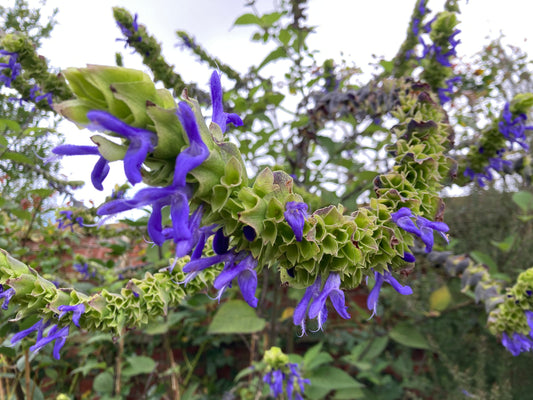 Salvia atrocyanea
