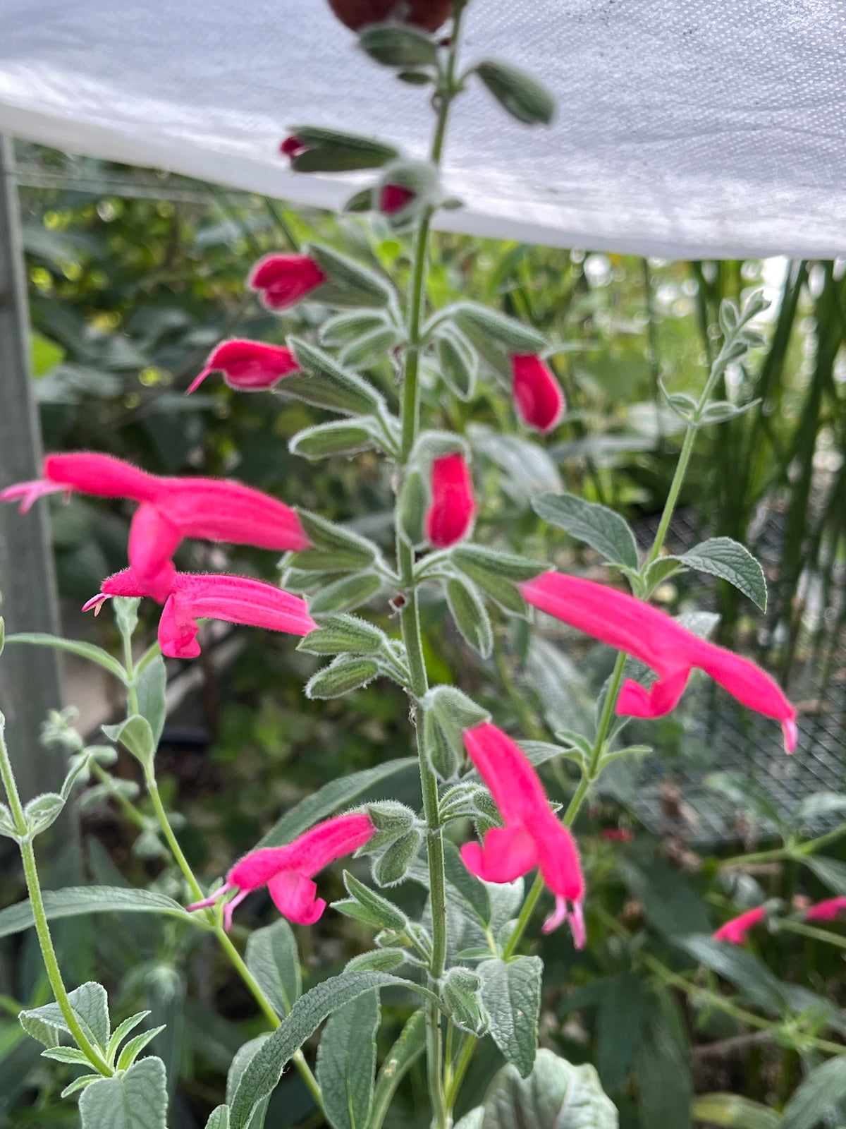 Salvia x westerae 'Elk Hot Pink'