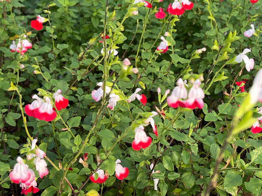 Salvia 'Hot Lips'