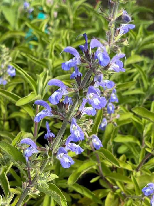 Salvia somalensis