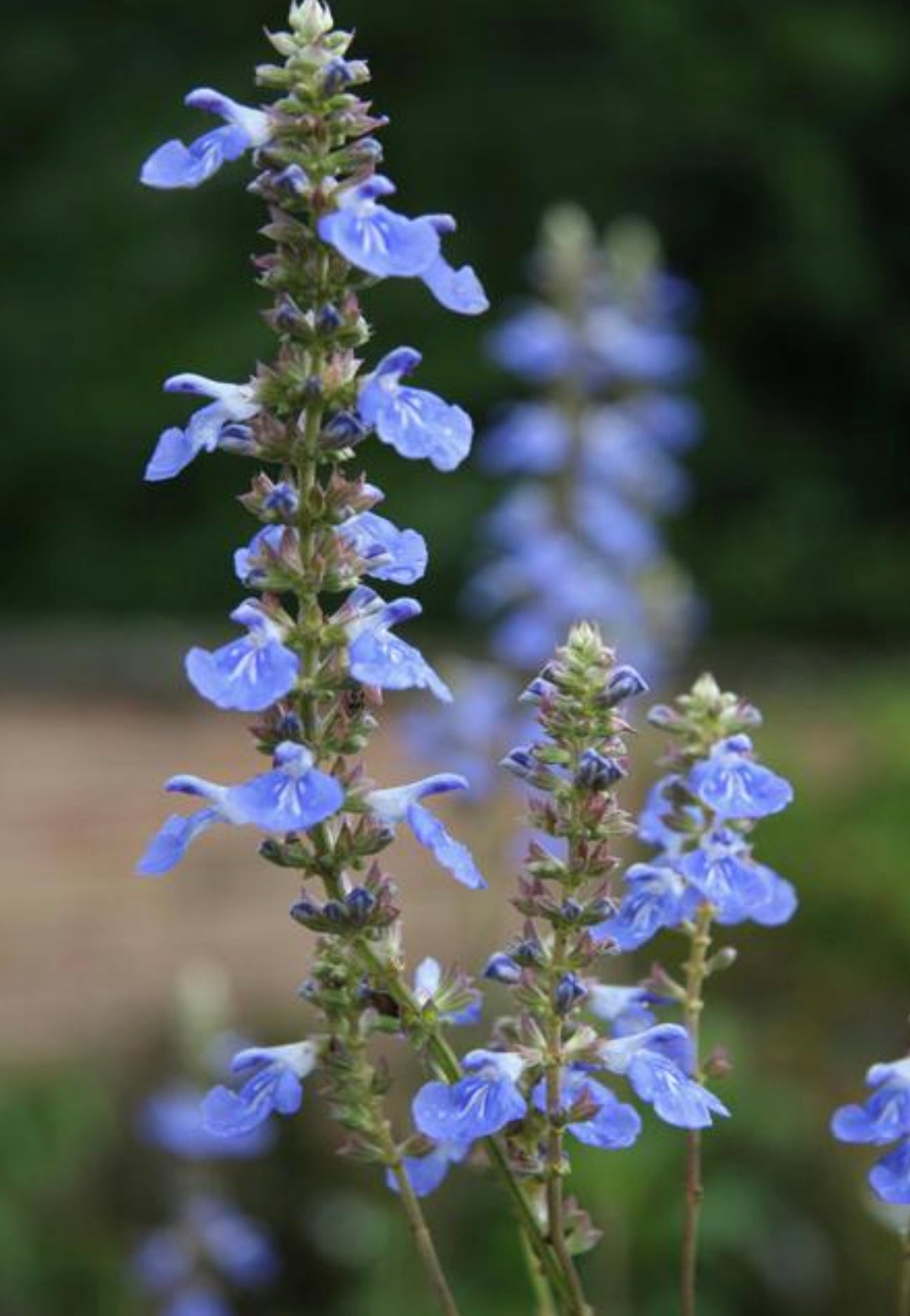 Salvia uliginosa