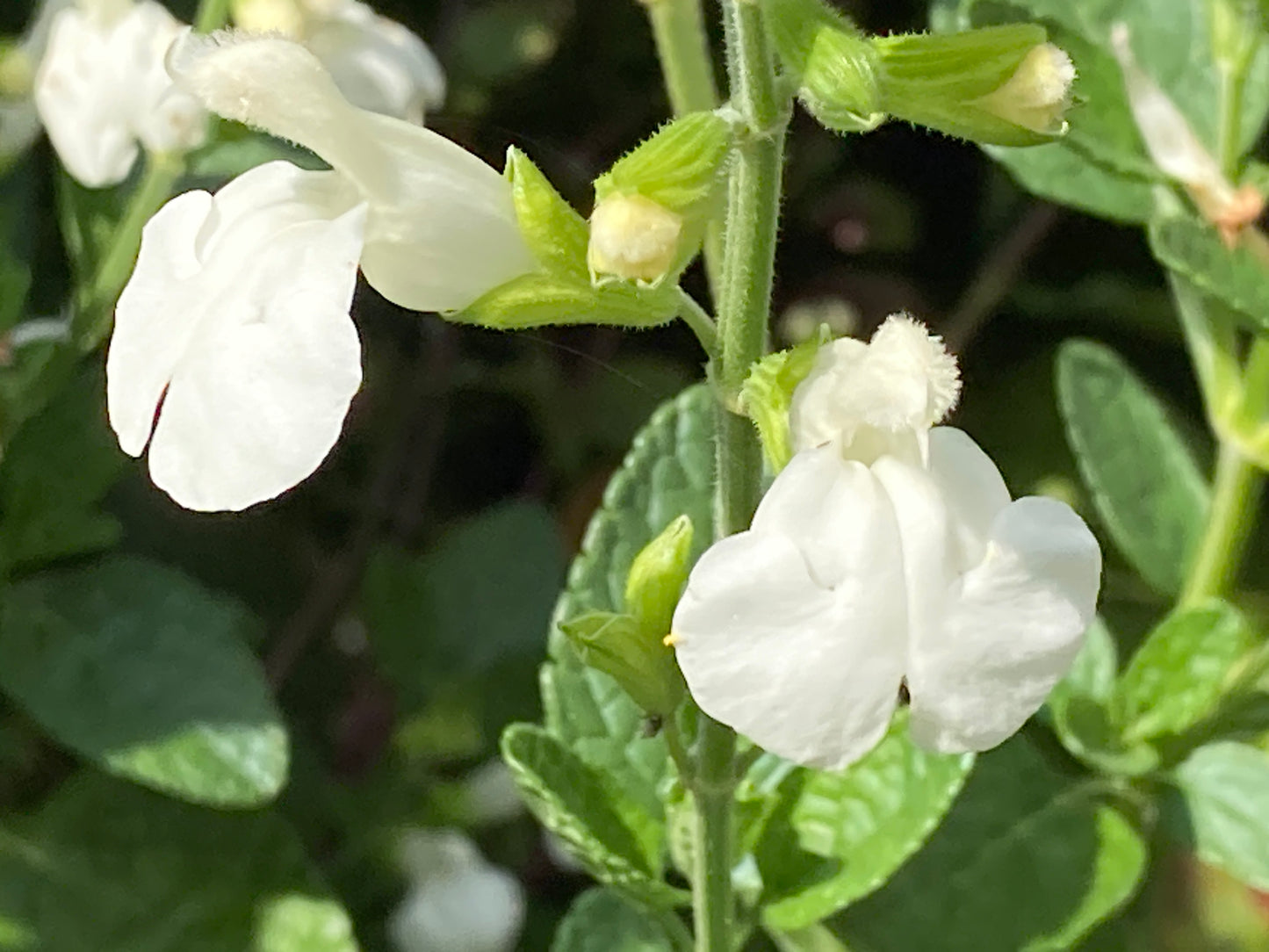 Salvia 'Walshingham White' - 9cm pot