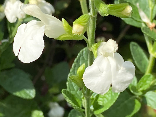 Salvia 'Walshingham White' - 9cm pot