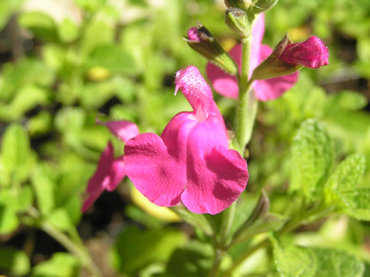 Salvia 'Big Pink'