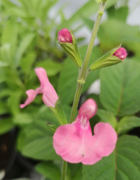 Salvia 'Blush Pink'