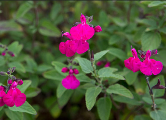 Salvia 'Cerro Potosi'