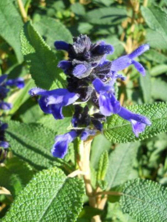 Salvia corrugata