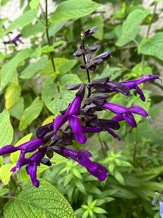 Salvia 'Purple Majesty'
