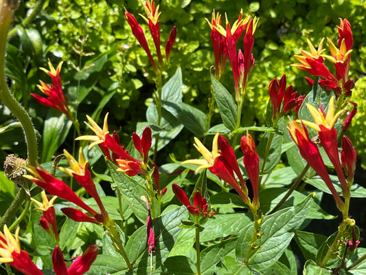 Spigelia marilandica 'Little Redhead'